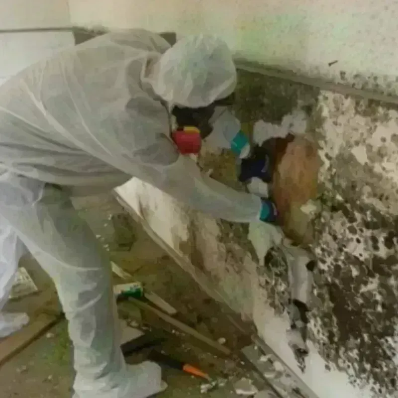 Best Mold Remediation and Removal Service in Bradley County, AR